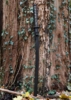 Hanwei, Practical Plus Katana