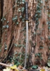 Hanwei, Practical Plus Katana