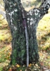 BattleBlades, Yokai Oni Katana