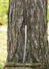 Dragon King Modern Katana