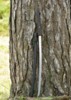 Dragon King Modern Katana