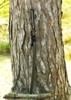 Dragon King Pine Crane Katana