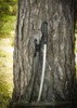Dragon King Yanone Katana