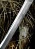 Dragon King War Fire Katana - Klinge