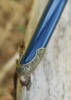 Dragon King Yaksha Katana - Kojiri