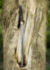 Dragon King Modern Wakizashi