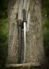 Dragon King Modern Wakizashi Bo-Hi