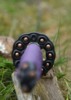Dragon King Lotus Seed Wakizashi - Tsuba