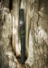 Dragon King Modern Tanto Bo-Hi