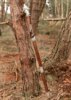Hanwei Hunyuan Shaolin Sword